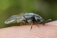 Brachyleptus