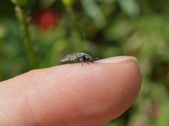 Brachyleptus