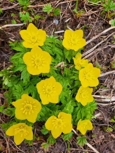 Trollius ranunculinus (Trollius ranunculinus)