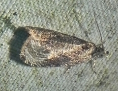 Olethreutes connectum
