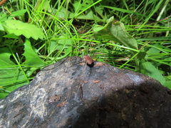 Hadrobunus maculosus