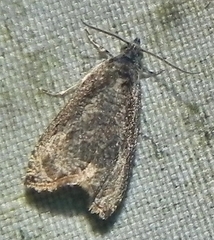 Olethreutes connectum