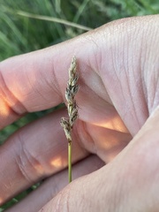 Carex inops