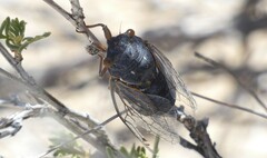 Hadoa chiricahua