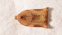 Archips podana