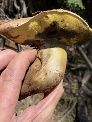 Caloboletus frustosus