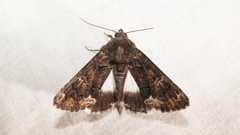 Catephia alchymista