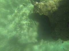 Mulloidichthys vanicolensis