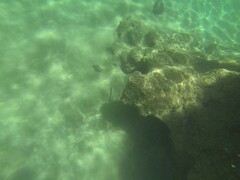 Mulloidichthys vanicolensis