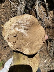 Caloboletus frustosus