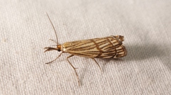 Chrysocrambus dentuellus