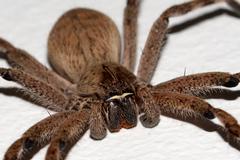 Palystes superciliosus