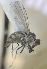 Hydrelliinae