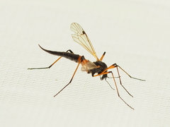 Tanyptera nigricornis