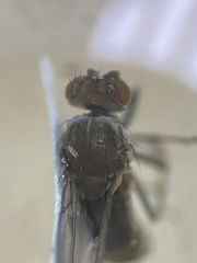 Hydrelliinae