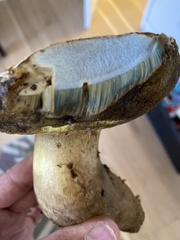 Caloboletus frustosus