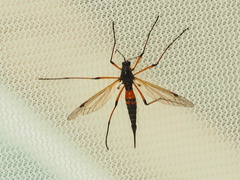 Tanyptera nigricornis