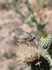 Heliopetes ericetorum