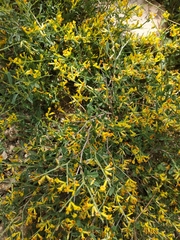 Anthyllis hermanniae corsica