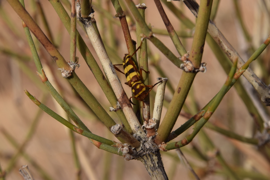 Neoclytus provoanus
