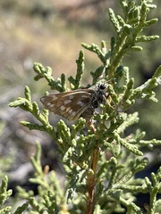 Hesperia pahaska martini