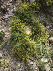 Anthyllis hermanniae corsica