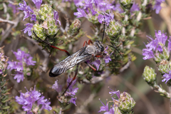 Sphex pruinosus