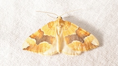 Cidaria fulvata