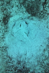 Dasyatis