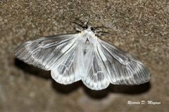 Dysschema amphissa