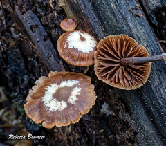 Kuehneromyces brunneoalbescens