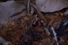 Cryptocephalus bipunctatus