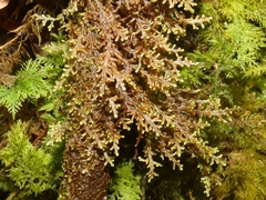 Frullania tamarisci