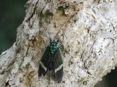 Formotosena seebohmi