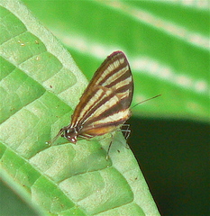Arawacus aetolus