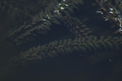 Egeria densa