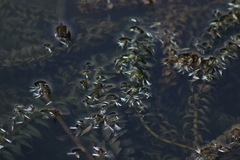 Egeria densa