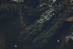 Egeria densa