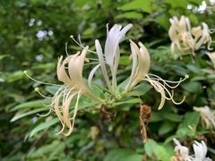 Lonicera japonica