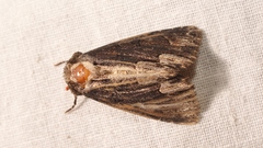 Dypterygia scabriuscula