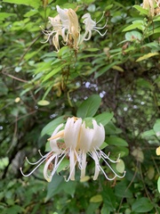 Lonicera japonica