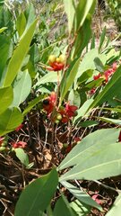 Ochna leptoclada