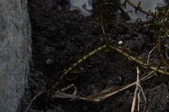 Egeria densa