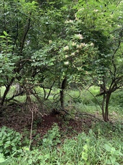 Lonicera japonica