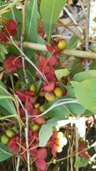 Ochna leptoclada