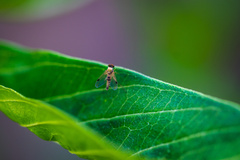 Chrysopilus modestus