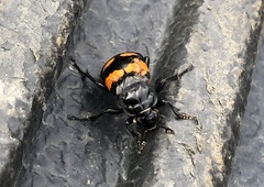 Nicrophorus hebes