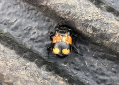 Nicrophorus hebes