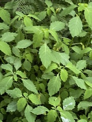 Impatiens parviflora