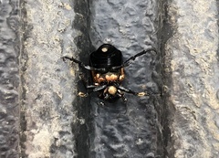 Nicrophorus hebes